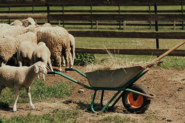 Options for Different Jobs of wheel barrow